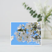 Cherry Blossom "Oshima-zakura" ポストカード (スタンド正面)
