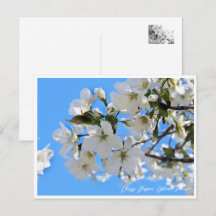 Cherry Blossom "Oshima-zakura"
