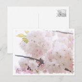 Cherry Blossom "Ranran" ポストカード (正面/裏面)