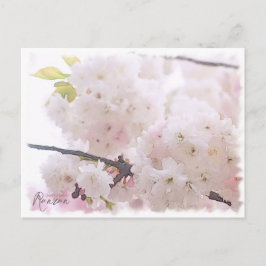 Cherry Blossom "Ranran" ポストカード