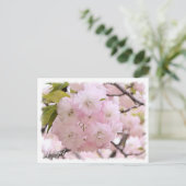 Cherry Blossom "Shogetsu" ポストカード (スタンド正面)