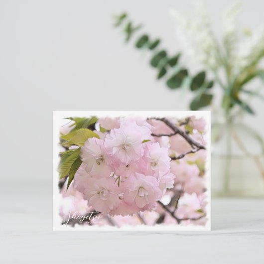 Cherry Blossom "Shogetsu" ポストカード (スタンド正面)