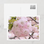 Cherry Blossom "Shogetsu" ポストカード (正面/裏面)