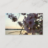 Cherry Blossom Sunset in Washington DC 名刺 (裏面)
