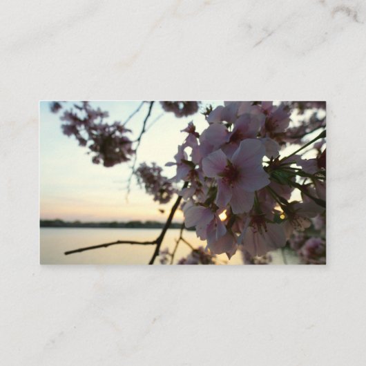 Cherry Blossom Sunset in Washington DC 名刺 (裏面)