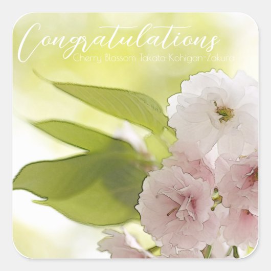 Cherry Blossom "Takato Kohigan-Zakura" スクエアシール (正面)