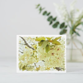 Cherry Blossom "Ukonn" ポストカード