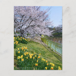 Cherry blossom & Wild Daffodil ポストカード
