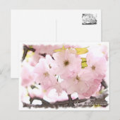 Cherry Blossom "Yae-benitoranowo" ポストカード (正面/裏面)