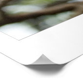 Cherry Blossoms ポスター (角)