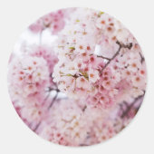 Cherry Blossoms ラウンドシール (正面)