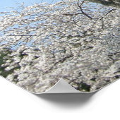 Cherry Blossoms and the Washington Monument in DC ポスター (角)