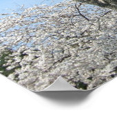 Cherry Blossoms and the Washington Monument in DC ポスター (角)