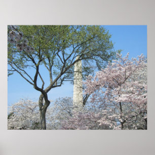 Cherry Blossoms and the Washington Monument in DC ポスター