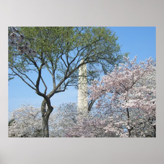 Cherry Blossoms and the Washington Monument in DC ポスター (正面)