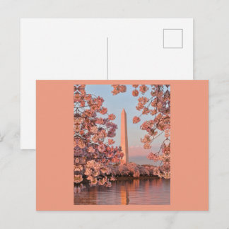 Cherry Blossoms and Washington Monument Postcard ポストカード