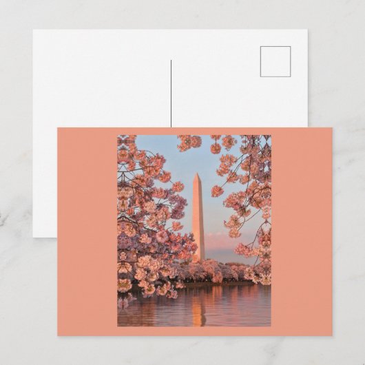 Cherry Blossoms and Washington Monument Postcard ポストカード (正面/裏面)