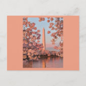 Cherry Blossoms and Washington Monument Postcard ポストカード (正面)