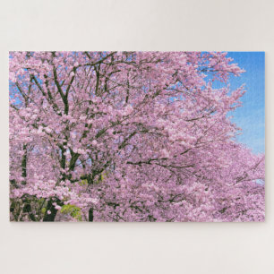 Cherry Blossoms in Bloom ジグソーパズル