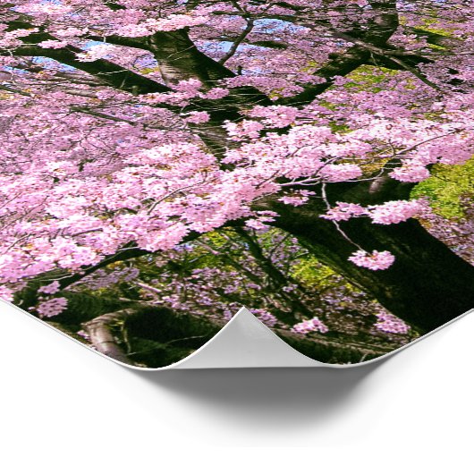 Cherry Blossoms in Bloom ポスター (角)