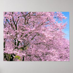 Cherry Blossoms in Bloom ポスター
