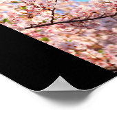 Cherry Blossoms in Japan ポスター (角)