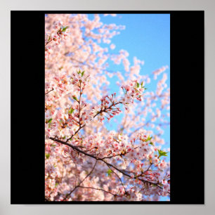 Cherry Blossoms in Japan ポスター