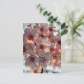 Cherry Blossoms: Japan  ポストカード (スタンド正面)