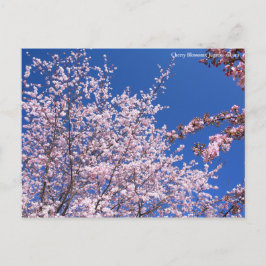 Cherry Blossoms: Jugatsu-zakura ポストカード