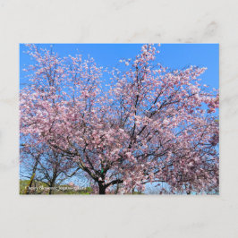 Cherry Blossoms: Jugatsu-zakura [Postcard] ポストカード
