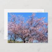 Cherry Blossoms: Jugatsu-zakura [Postcard] ポストカード (正面/裏面)