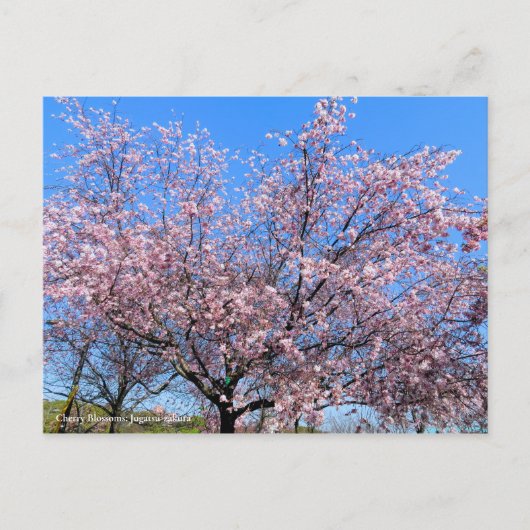 Cherry Blossoms: Jugatsu-zakura [Postcard] ポストカード (正面)
