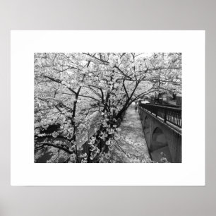 Cherry Blossoms: Meguro River, Tokyo (black/white) ポスター