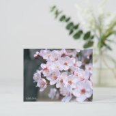 Cherry Plum：Postcard ポストカード (スタンド正面)