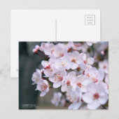 Cherry Plum：Postcard ポストカード (正面/裏面)
