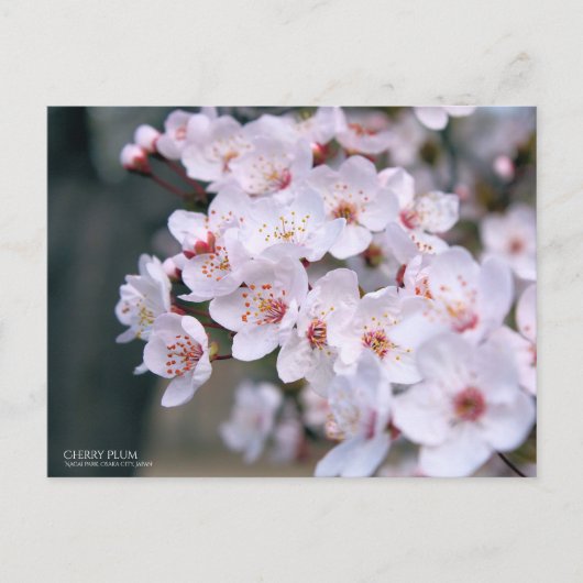 Cherry Plum：Postcard ポストカード (正面)