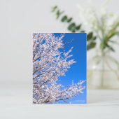 Cherry Plum:Postcard ポストカード (スタンド正面)