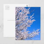 Cherry Plum:Postcard ポストカード (正面/裏面)