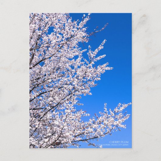 Cherry Plum:Postcard ポストカード (正面)