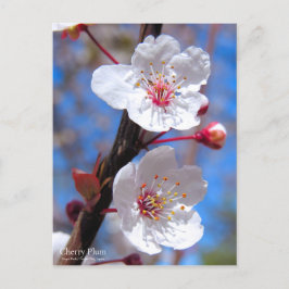 Cherry Plum [Postcard] ポストカード