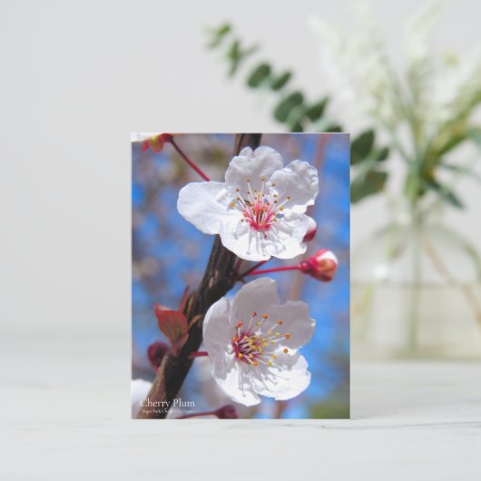 Cherry Plum [Postcard] ポストカード (スタンド正面)