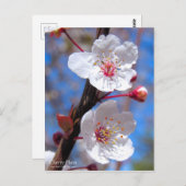 Cherry Plum [Postcard] ポストカード (正面/裏面)