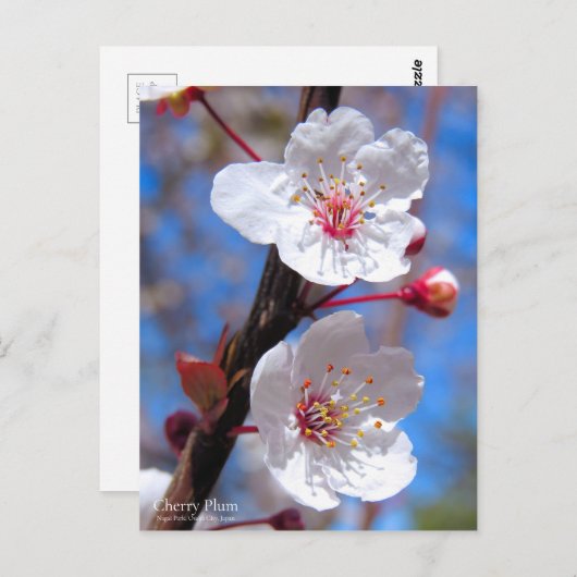 Cherry Plum [Postcard] ポストカード (正面/裏面)