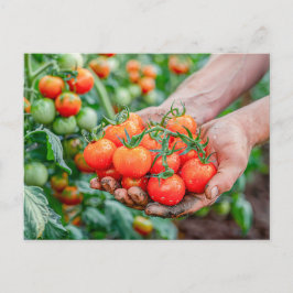 Cherry Tomatoes on Fresh Vines シーズンポストカード