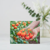 Cherry Tomatoes on Fresh Vines シーズンポストカード (スタンド正面)