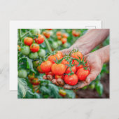 Cherry Tomatoes on Fresh Vines シーズンポストカード (正面/裏面)