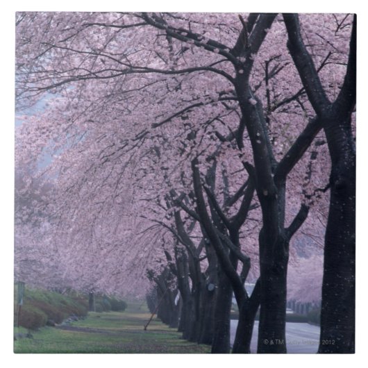 cherryblossomの木の列 タイル (正面)