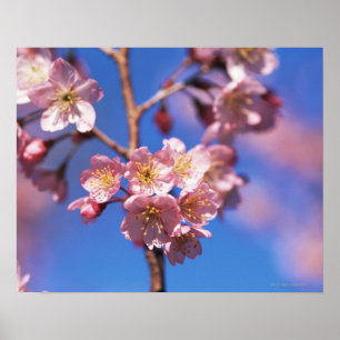 Cherryblossom ポスター