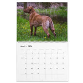 Chesapeake Bay Retriever 2026 Calendar カレンダー (3月 2026)