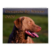 Chesapeake Bay Retriever 2026 Calendar カレンダー (カバー)